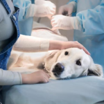 How Timely Pet Surgery Can Improve Their Health