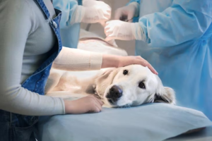 How Timely Pet Surgery Can Improve Their Health