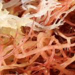 How Seamoss Supplements Help Improve Energy and Vitality