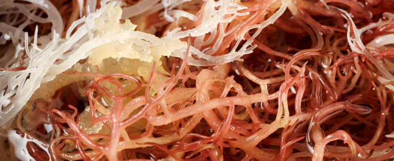 How Seamoss Supplements Help Improve Energy and Vitality